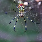 Tai Yun Mt. Spider